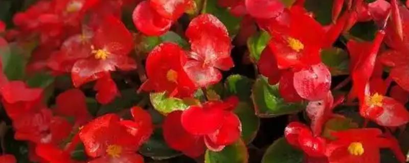 秋海棠的花期，花期在2个月左右