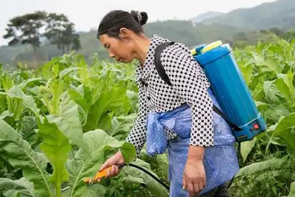 联苯噻虫嗪能防治什么，用于灭杀蓟马、白粉虱等害虫