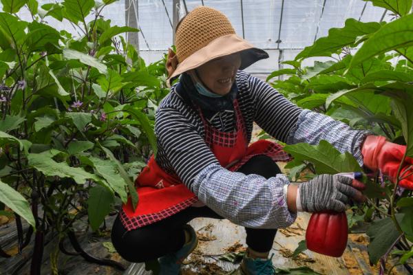 联苯噻虫嗪能防治什么，用于灭杀蓟马、白粉虱等害虫