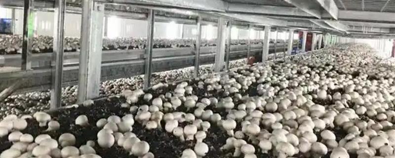 蘑菇如何种植，先要建堆发酵