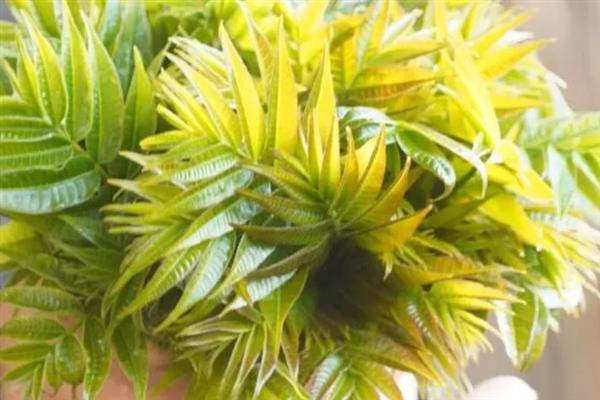 黄玻璃树芽能吃吗，有一定的药用价值可以食用