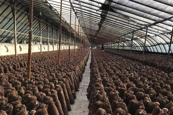 蘑菇如何种植，先要建堆发酵