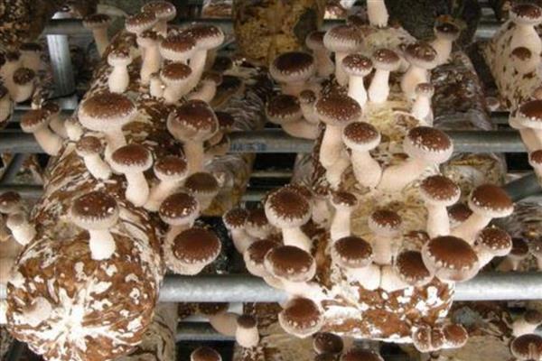 蘑菇如何种植，先要建堆发酵