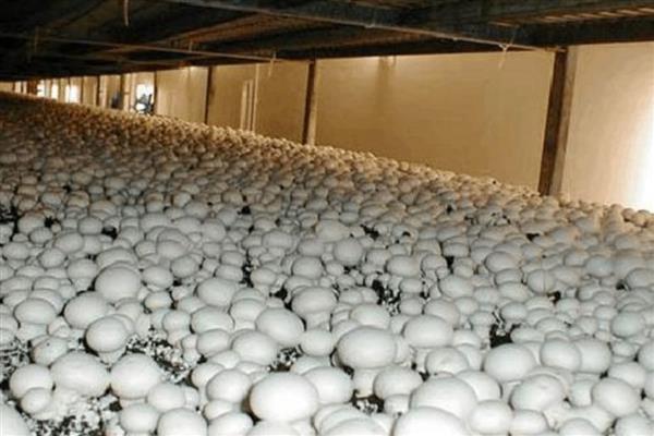 蘑菇如何种植，先要建堆发酵