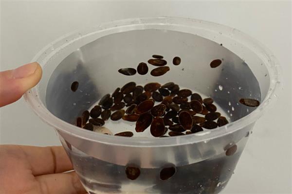 怎么在阳台上种西瓜，出苗前要放在半阴处