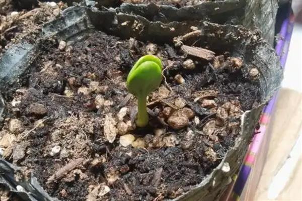 怎么在阳台上种西瓜，出苗前要放在半阴处