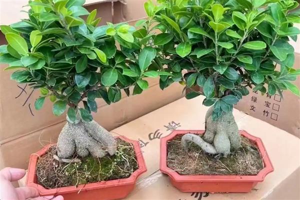 榕树叶子为什么一碰就掉，可能是浇水不当所致