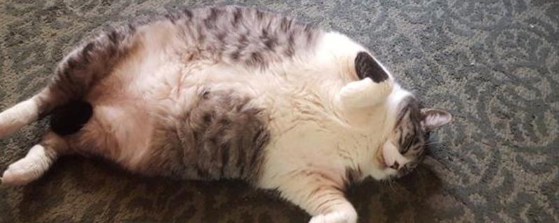 预防猫咪肥胖症的方法，要按照少食多餐的原则去饲喂