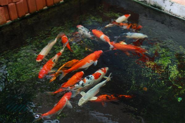锦鲤身上有白霜如何解决，可单独饲养并用杀菌药物浸洗治疗