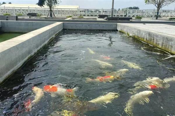 锦鲤身上有白霜如何解决，可单独饲养并用杀菌药物浸洗治疗