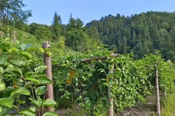 百香果树最合适的种植地，适合在年平均气温18℃的地方种植