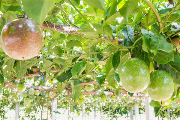 百香果树最合适的种植地，适合在年平均气温18℃的地方种植