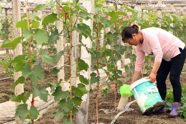 百香果树最合适的种植地，适合在年平均气温18℃的地方种植