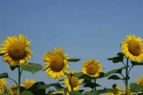 向日葵如何开放，花朵会在清晨4-6点逐渐展开