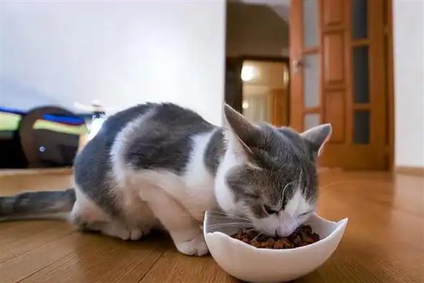 预防猫咪肥胖症的方法，要按照少食多餐的原则去饲喂