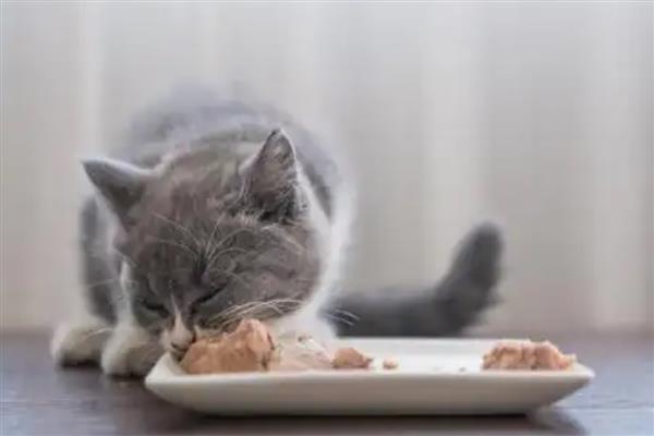 预防猫咪肥胖症的方法，要按照少食多餐的原则去饲喂
