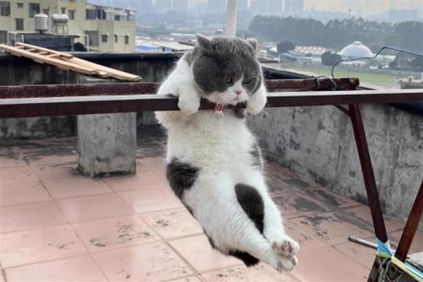 预防猫咪肥胖症的方法，要按照少食多餐的原则去饲喂