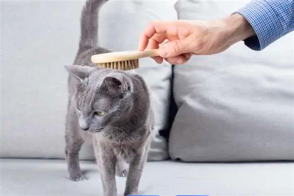 预防猫咪肥胖症的方法，要按照少食多餐的原则去饲喂