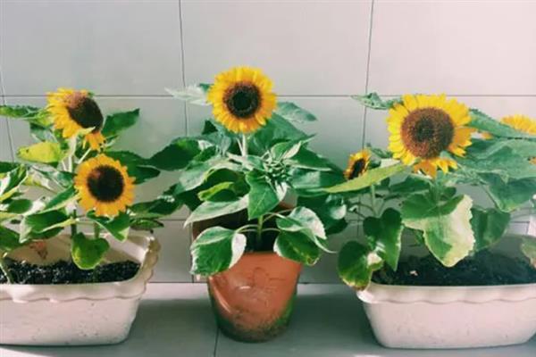 向日葵如何开放，花朵会在清晨4-6点逐渐展开