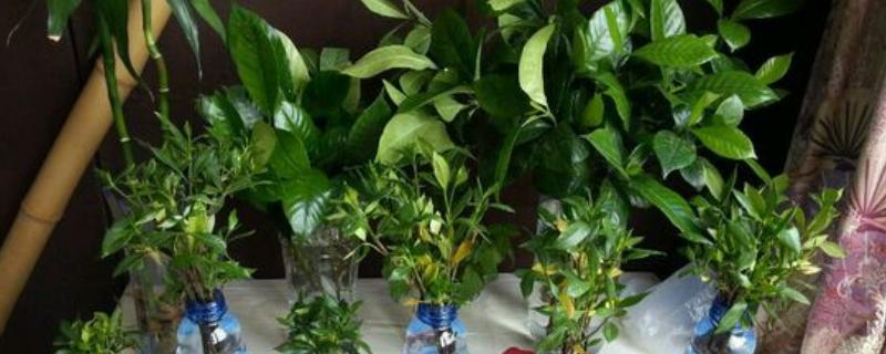 栀子花能水养吗，栀子花可以水养