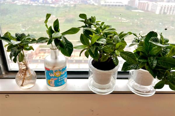 栀子花能水养吗，栀子花可以水养