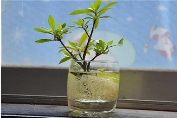 栀子花能水养吗，栀子花可以水养