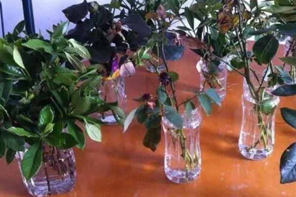 栀子花能水养吗，栀子花可以水养