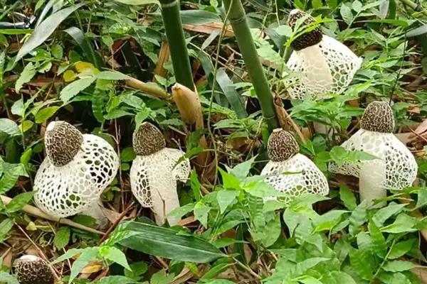 林下种哪些作物比较简单,竹荪、球盖菇、白芍药等品种值得考虑