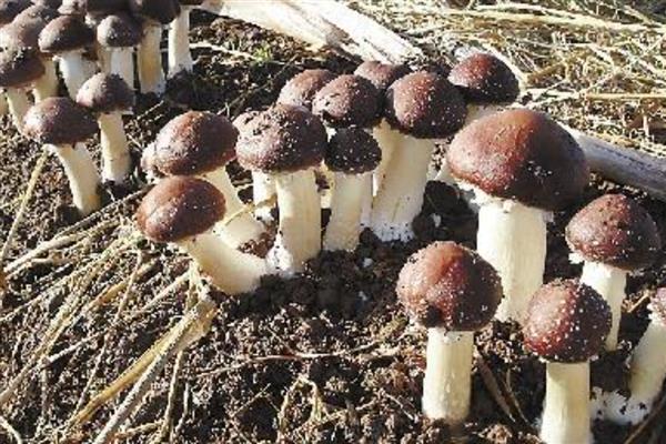 林下种哪些作物比较简单,竹荪、球盖菇、白芍药等品种值得考虑