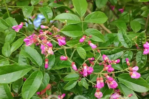 林下种哪些作物比较简单,竹荪、球盖菇、白芍药等品种值得考虑