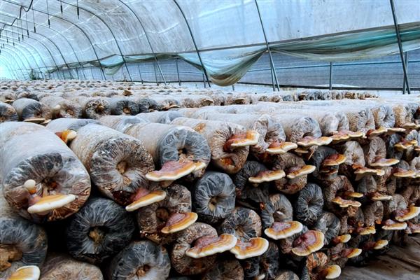 林下种哪些作物比较简单,竹荪、球盖菇、白芍药等品种值得考虑