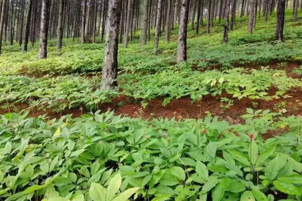 林下种哪些作物比较简单,竹荪、球盖菇、白芍药等品种值得考虑