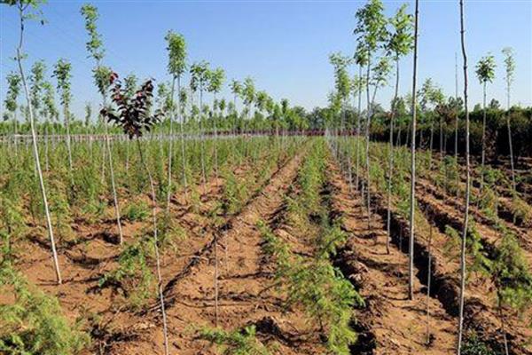 林下种哪些作物比较简单,竹荪、球盖菇、白芍药等品种值得考虑