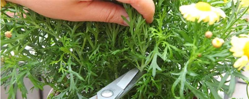 玛格丽特的修剪方式，花朵开败后剪除残花可以节省养分