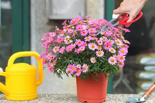 玛格丽特的修剪方式，花朵开败后剪除残花可以节省养分