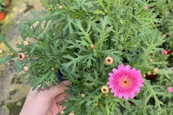 玛格丽特的修剪方式，花朵开败后剪除残花可以节省养分