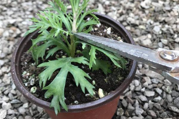 玛格丽特的修剪方式，花朵开败后剪除残花可以节省养分