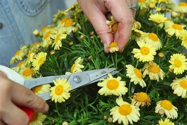 玛格丽特的修剪方式，花朵开败后剪除残花可以节省养分