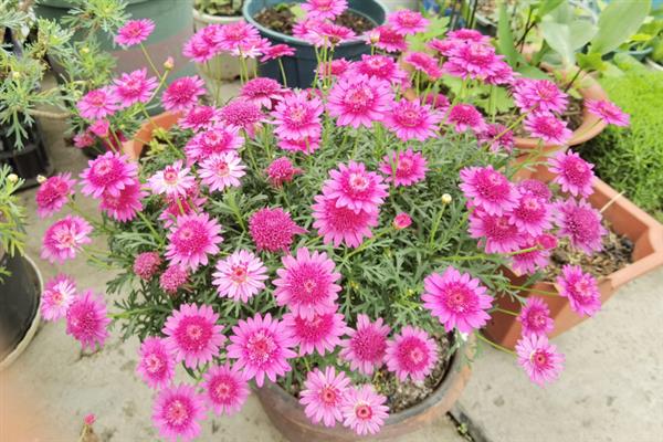 玛格丽特的修剪方式，花朵开败后剪除残花可以节省养分