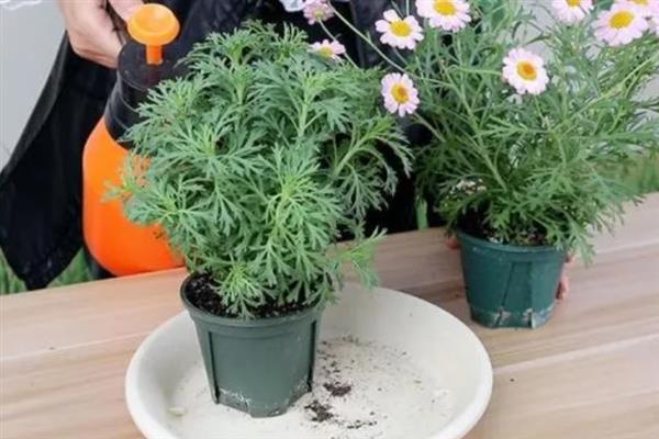 玛格丽特的修剪方式，花朵开败后剪除残花可以节省养分
