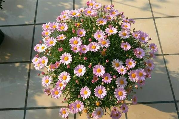 玛格丽特的修剪方式，花朵开败后剪除残花可以节省养分