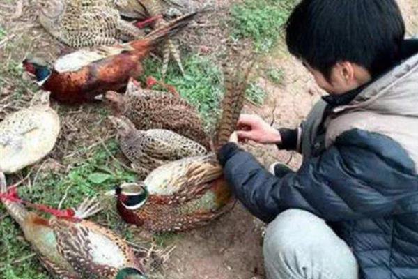 农民可以养殖什么项目，鹌鹑、野猪、黑豚等动物值得考虑