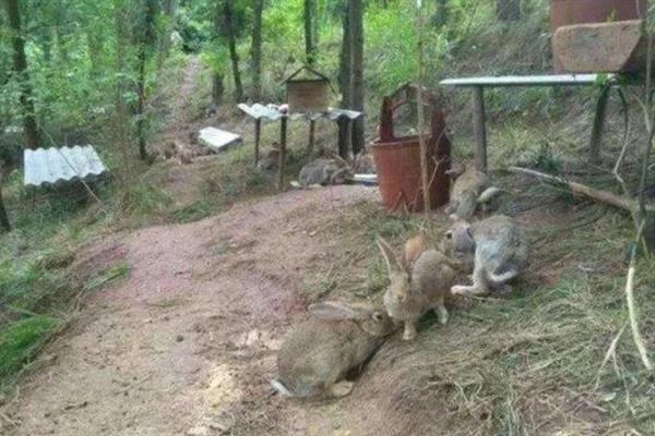 农民可以养殖什么项目，鹌鹑、野猪、黑豚等动物值得考虑