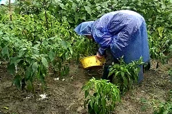辣椒叶片皱缩的原因，一般是感染花叶病毒病、强光照射、用药不当等因素所致