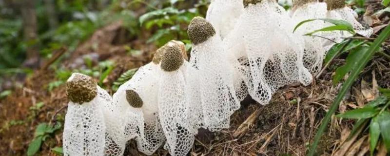 林下种哪些作物比较简单，竹荪、球盖菇、白芍药等品种值得考虑