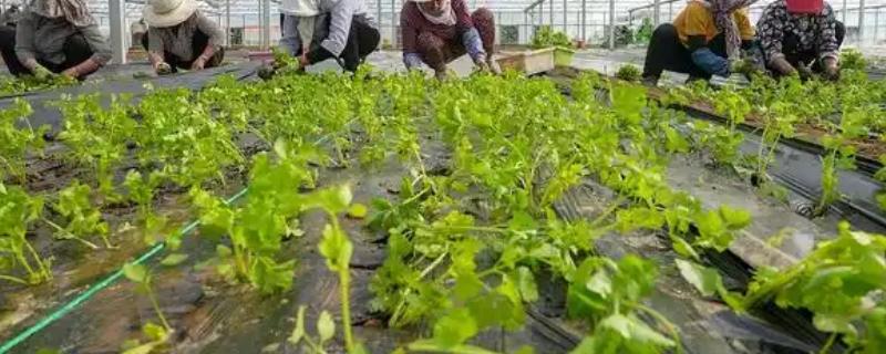 冬季棚室蔬菜冲施肥注意事项，肥液的浓度要适宜