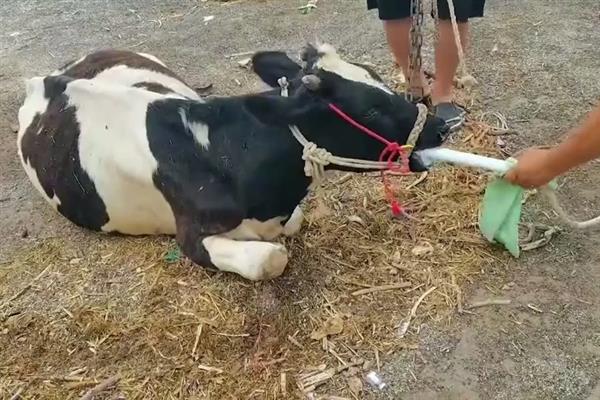 食物进入牛胃的顺序是什么，从瘤胃、网胃、瓣胃到皱胃