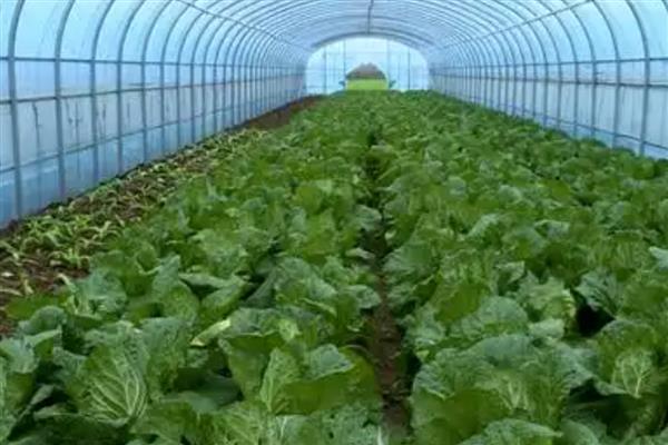 冬季棚室蔬菜冲施肥注意事项，肥液的浓度要适宜