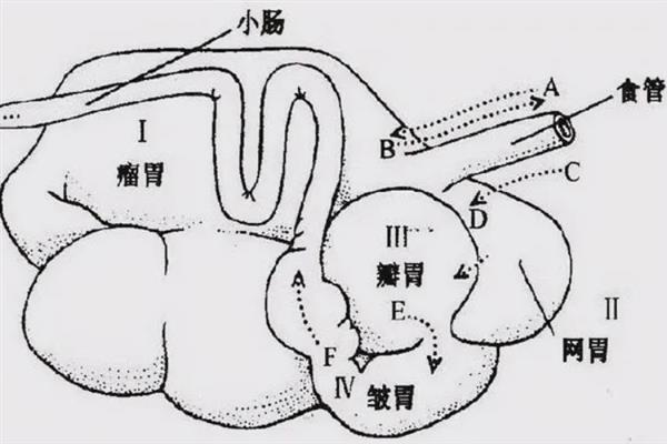 食物进入牛胃的顺序是什么，从瘤胃、网胃、瓣胃到皱胃