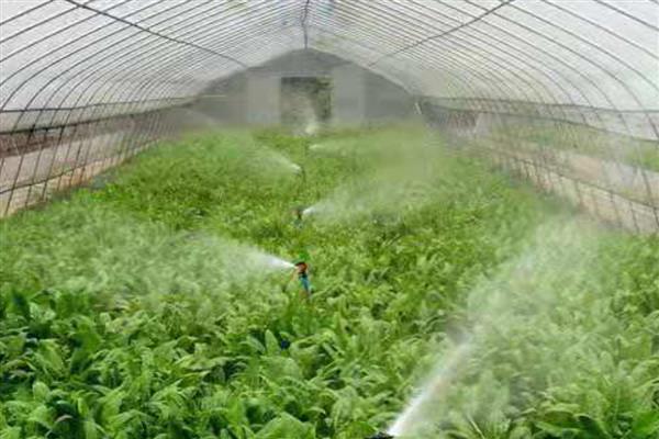 冬季棚室蔬菜冲施肥注意事项，肥液的浓度要适宜